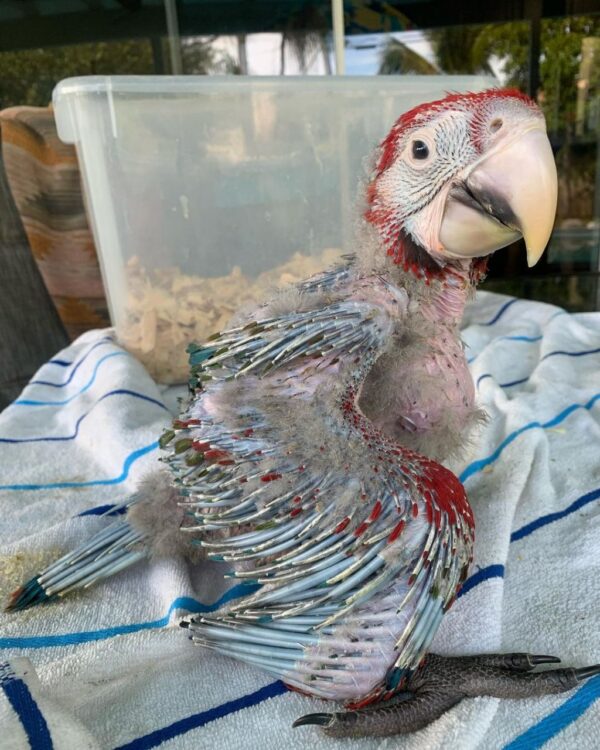 baby Scarlet Macaw for sale
