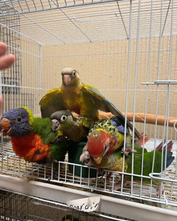 Lorikeets for sale