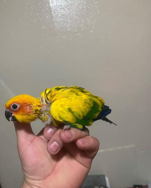 Conures for sale