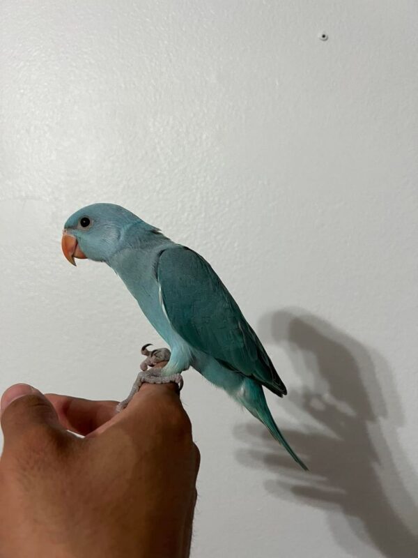 blue indian ringneck parrot